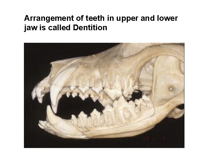 Arrangement of teeth in upper and lower jaw is called Dentition Arrangement of teeth in upper and lower jaw is called Dentition