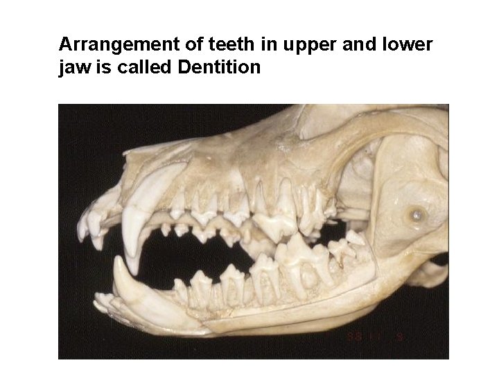 Arrangement of teeth in upper and lower jaw is called Dentition 