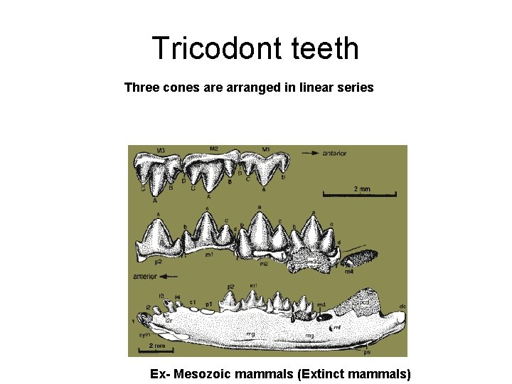 Tricodont teeth Three cones are arranged in linear series Ex- Mesozoic mammals (Extinct mammals) Tricodont teeth Three cones are arranged in linear series Ex- Mesozoic mammals (Extinct mammals)