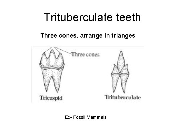 Trituberculate teeth Three cones, arrange in trianges Ex- Fossil Mammals 