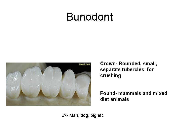 Bunodont Crown- Rounded, small, separate tubercles for crushing Found- mammals and mixed diet animals