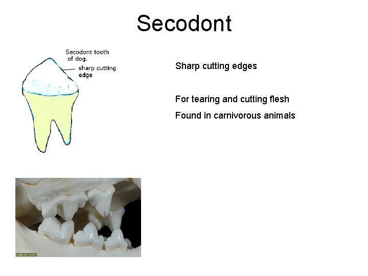 Secodont Sharp cutting edges For tearing and cutting flesh Found in carnivorous animals Secodont Sharp cutting edges For tearing and cutting flesh Found in carnivorous animals