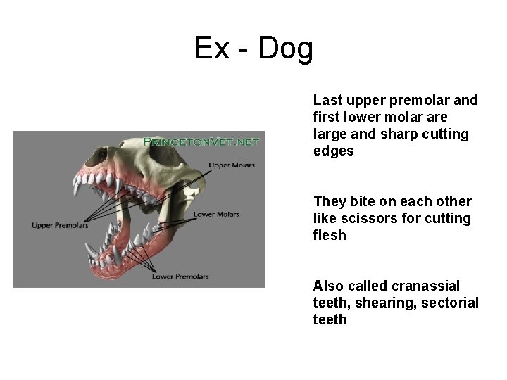 Ex - Dog Last upper premolar and first lower molar are large and sharp