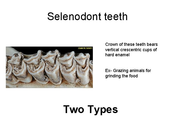 Selenodont teeth Crown of these teeth bears vertical crescentric cups of hard enamel Ex- Selenodont teeth Crown of these teeth bears vertical crescentric cups of hard enamel Ex-