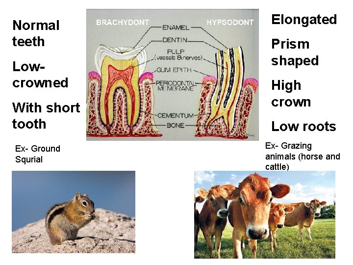 Normal teeth Lowcrowned With short tooth Ex- Ground Squrial Elongated Prism shaped High crown