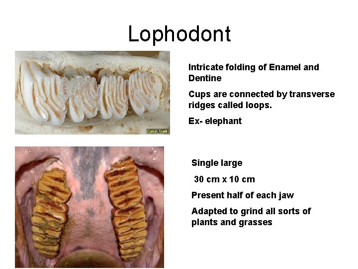 Lophodont Intricate folding of Enamel and Dentine Cups are connected by transverse ridges called