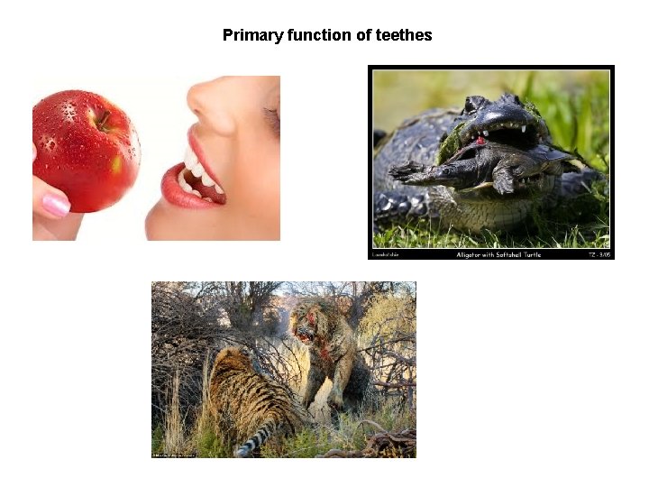 Primary function of teethes 