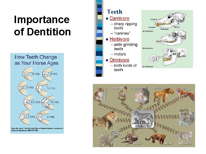 Importance of Dentition 