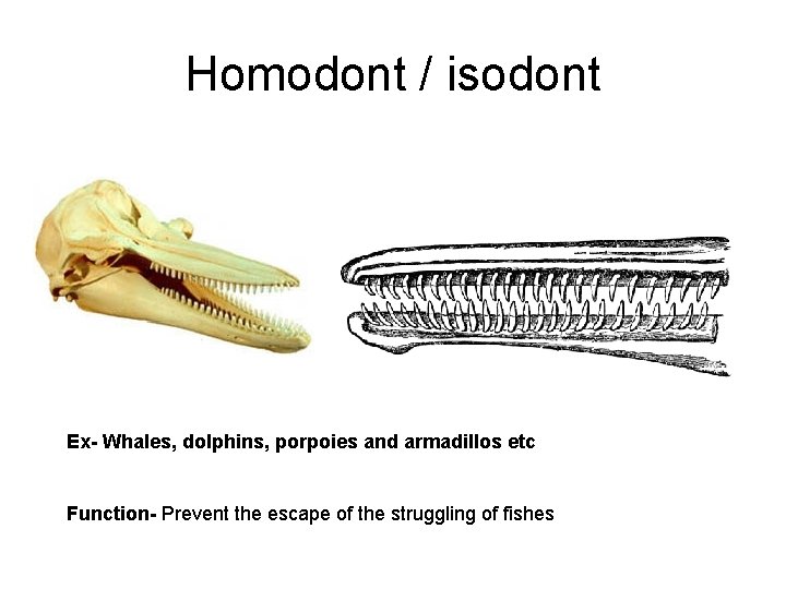 Homodont / isodont Ex- Whales, dolphins, porpoies and armadillos etc Function- Prevent the escape