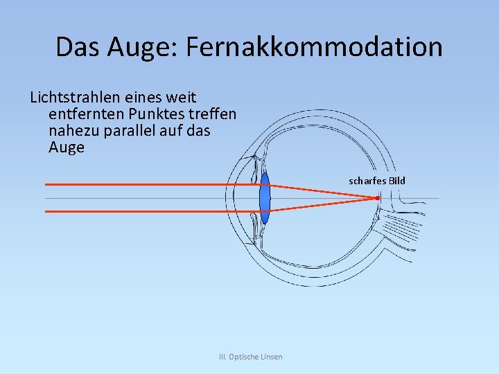 Das Auge: Fernakkommodation Lichtstrahlen eines weit entfernten Punktes treffen nahezu parallel auf das Auge