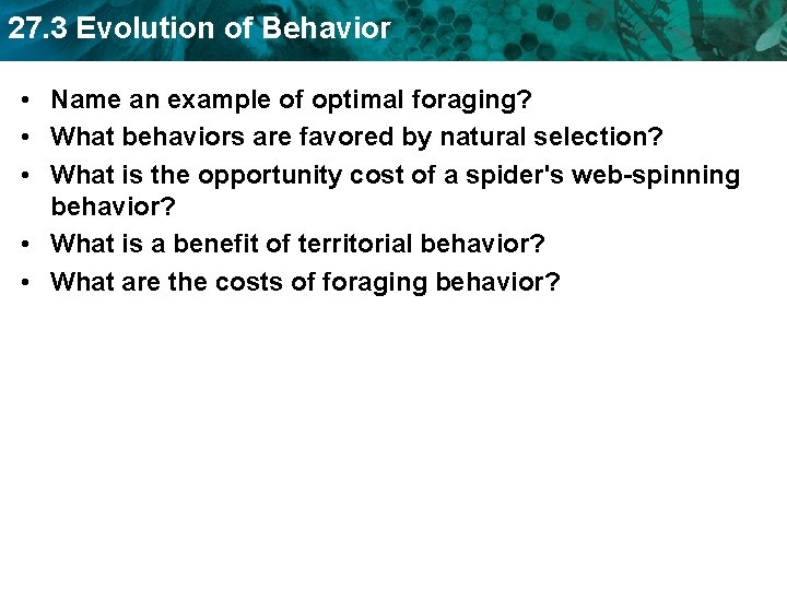 27. 3 Evolution of Behavior • Name an example of optimal foraging? • What