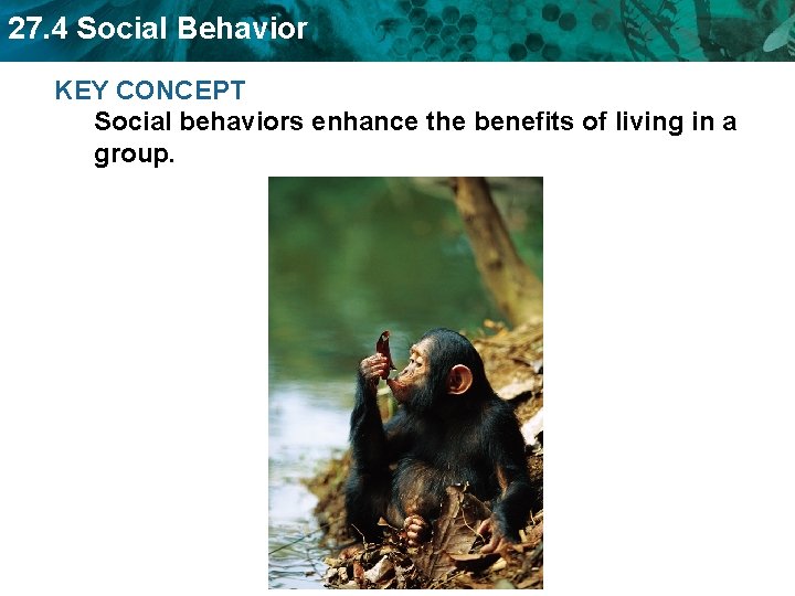 27. 4 Social Behavior KEY CONCEPT Social behaviors enhance the benefits of living in