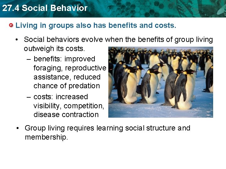 27. 4 Social Behavior Living in groups also has benefits and costs. • Social