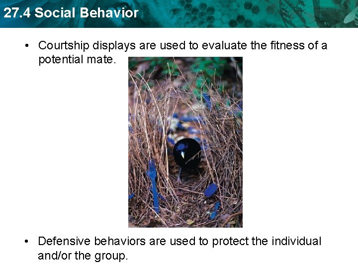 27. 4 Social Behavior • Courtship displays are used to evaluate the fitness of