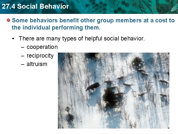 27. 4 Social Behavior Some behaviors benefit other group members at a cost to