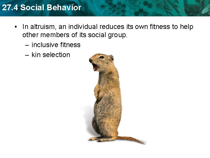 27. 4 Social Behavior • In altruism, an individual reduces its own fitness to