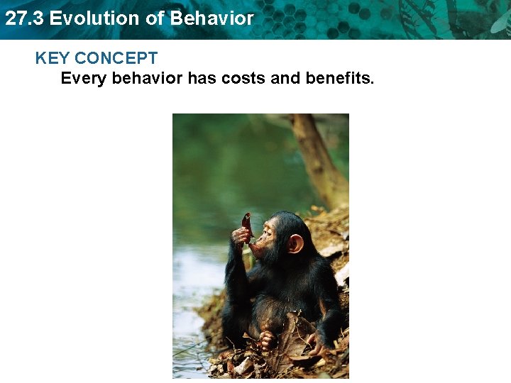 27. 3 Evolution of Behavior KEY CONCEPT Every behavior has costs and benefits. 