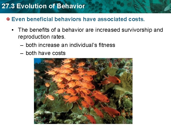 27. 3 Evolution of Behavior Even beneficial behaviors have associated costs. • The benefits