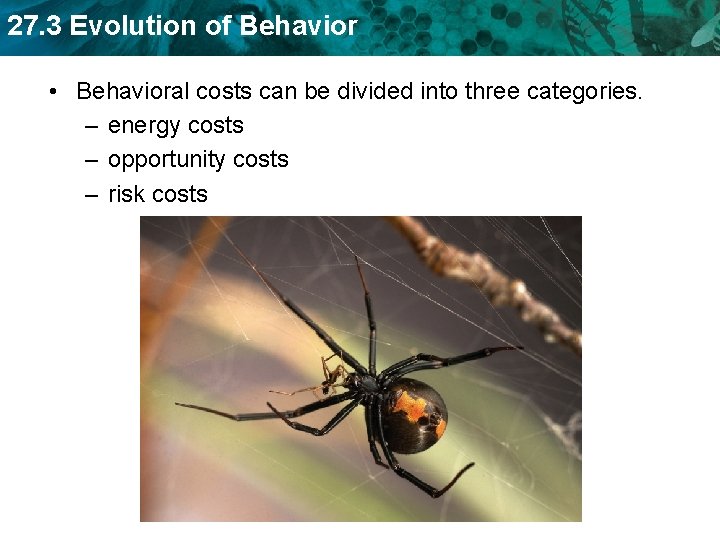 27. 3 Evolution of Behavior • Behavioral costs can be divided into three categories.