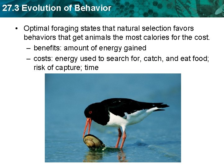 27. 3 Evolution of Behavior • Optimal foraging states that natural selection favors behaviors