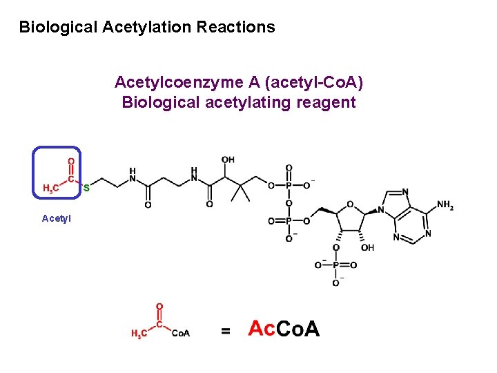Biological Acetylation Reactions Acetylcoenzyme A (acetyl-Co. A) Biological acetylating reagent Acetyl 