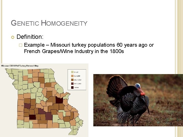 GENETIC HOMOGENEITY Definition: � Example – Missouri turkey populations 60 years ago or French