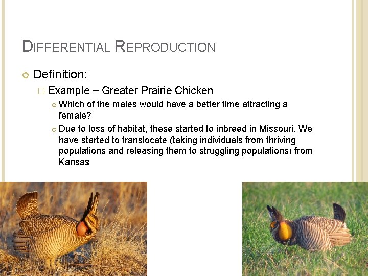 DIFFERENTIAL REPRODUCTION Definition: � Example – Greater Prairie Chicken Which of the males would