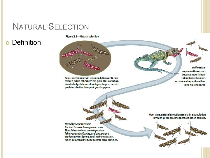 NATURAL SELECTION Definition: 