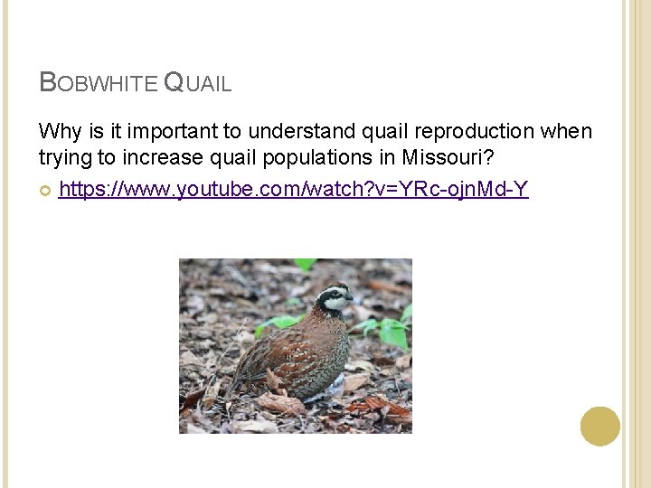 BOBWHITE QUAIL Why is it important to understand quail reproduction when trying to increase