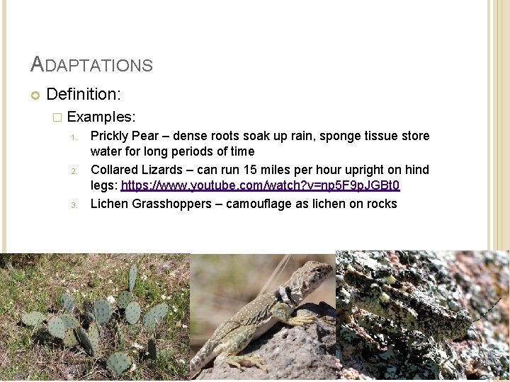 ADAPTATIONS Definition: � Examples: 1. 2. 3. Prickly Pear – dense roots soak up