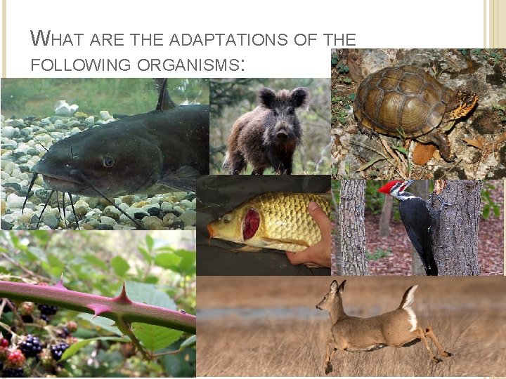WHAT ARE THE ADAPTATIONS OF THE FOLLOWING ORGANISMS: 