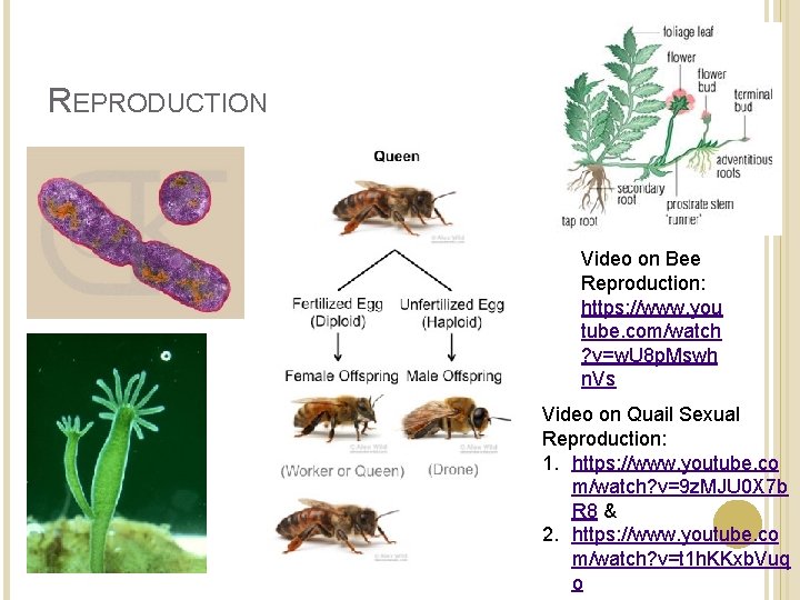 REPRODUCTION Video on Bee Reproduction: https: //www. you tube. com/watch ? v=w. U 8