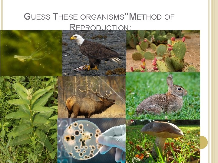 GUESS THESE ORGANISMS'’ METHOD OF REPRODUCTION: 