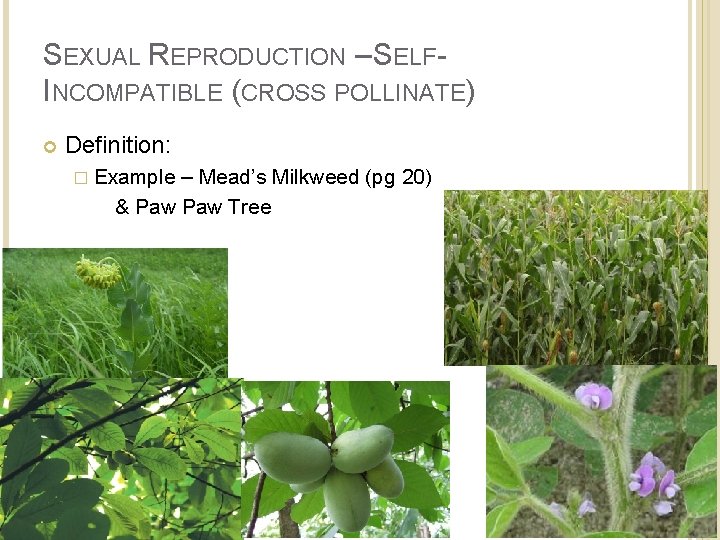 SEXUAL REPRODUCTION – SELFINCOMPATIBLE (CROSS POLLINATE) Definition: � Example – Mead’s Milkweed (pg 20)