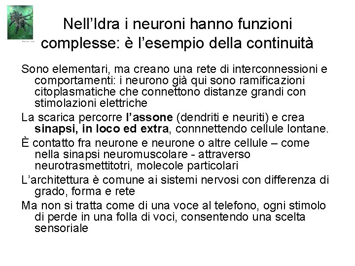 Nell’Idra i neuroni hanno funzioni complesse: è l’esempio della continuità Sono elementari, ma creano