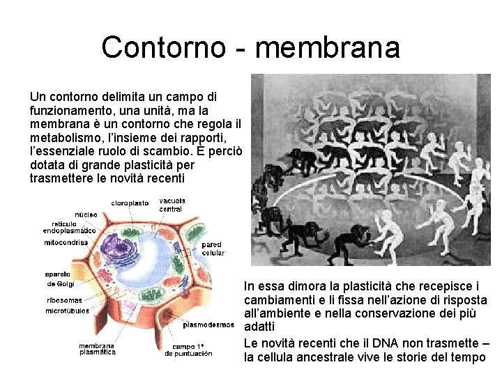 Contorno - membrana Un contorno delimita un campo di funzionamento, una unità, ma la