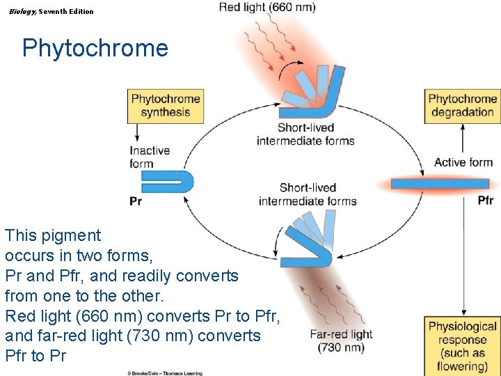 Biology, Seventh Edition CHAPTER 36 Plant Growth and Development Phytochrome This pigment occurs in