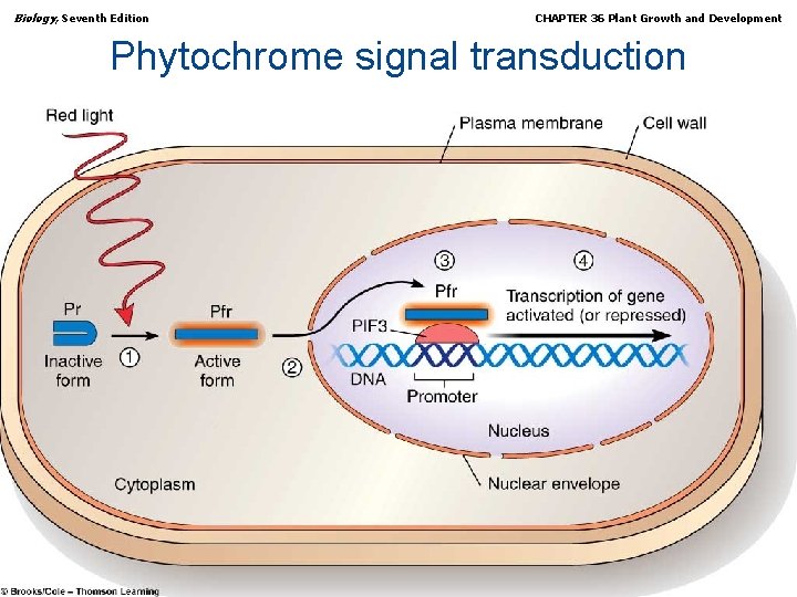 Biology, Seventh Edition CHAPTER 36 Plant Growth and Development Phytochrome signal transduction Copyright ©