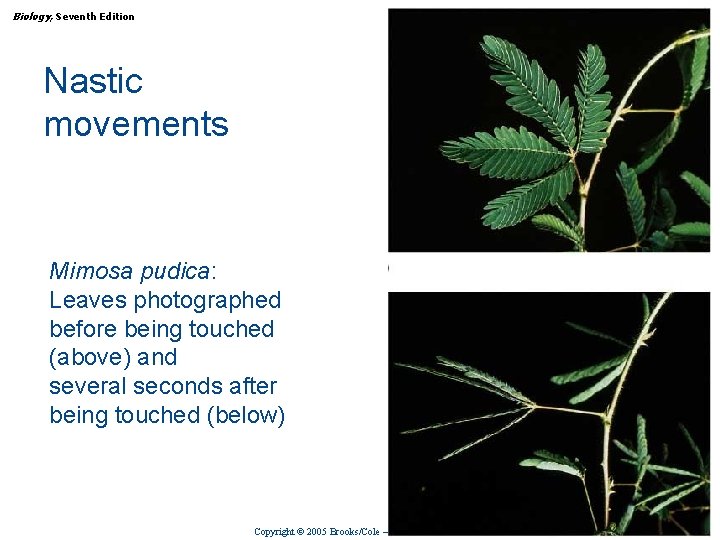 Biology, Seventh Edition CHAPTER 36 Plant Growth and Development Nastic movements Mimosa pudica: Leaves