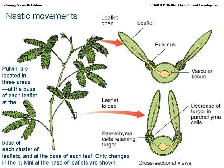 Biology, Seventh Edition Nastic movements Pulvini are located in three areas —at the base