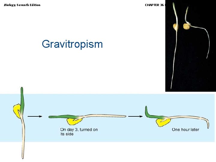 Biology, Seventh Edition CHAPTER 36 Plant Growth and Development Gravitropism Copyright © 2005 Brooks/Cole