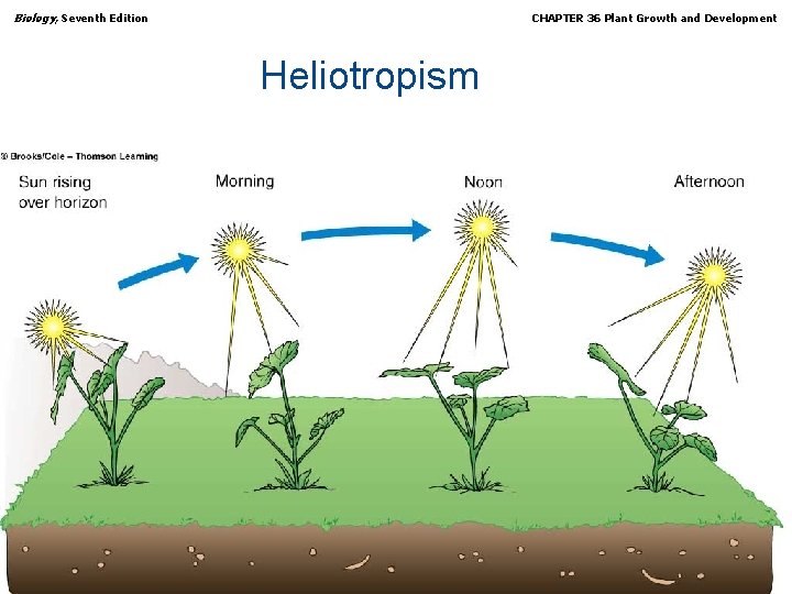 Biology, Seventh Edition CHAPTER 36 Plant Growth and Development Heliotropism Copyright © 2005 Brooks/Cole