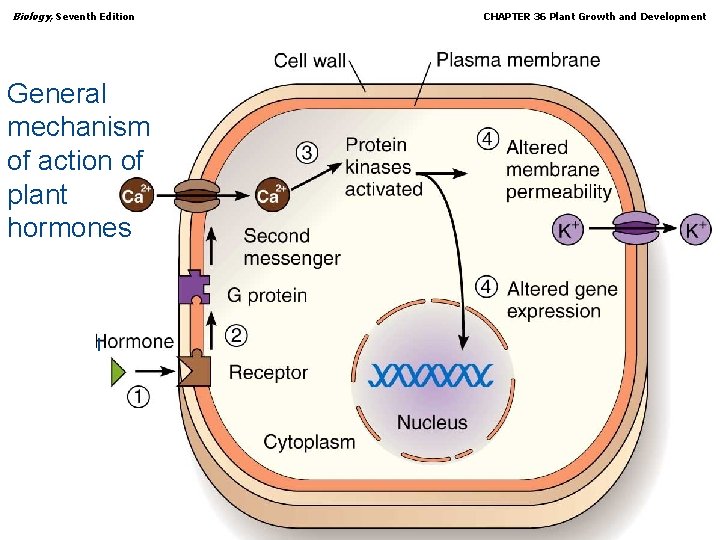 Biology, Seventh Edition CHAPTER 36 Plant Growth and Development General mechanism of action of