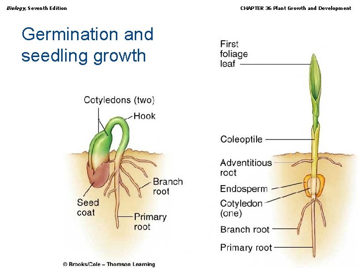 Biology, Seventh Edition CHAPTER 36 Plant Growth and Development Germination and seedling growth Copyright