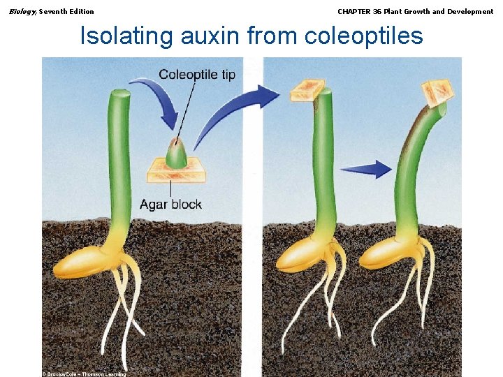 Biology, Seventh Edition CHAPTER 36 Plant Growth and Development Isolating auxin from coleoptiles Copyright