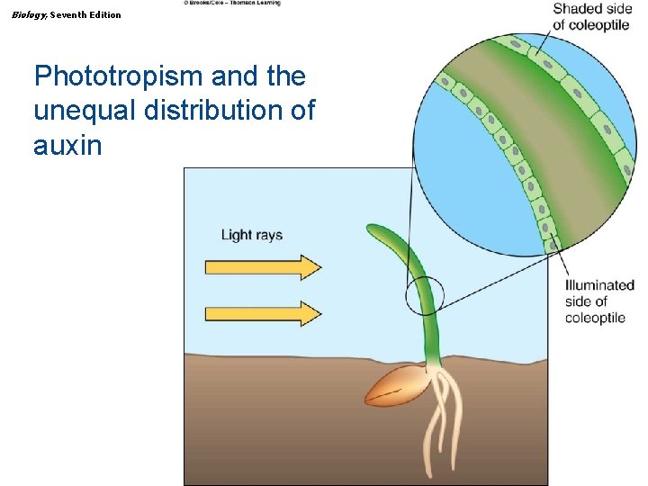 Biology, Seventh Edition CHAPTER 36 Plant Growth and Development Phototropism and the unequal distribution