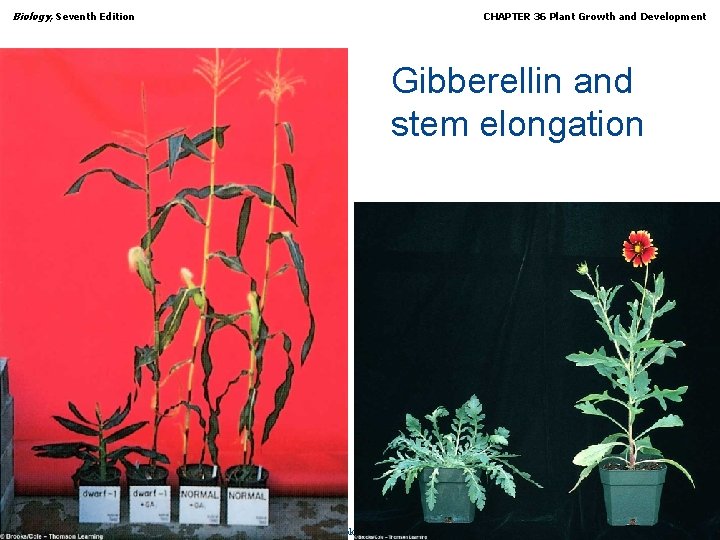 Biology, Seventh Edition CHAPTER 36 Plant Growth and Development Gibberellin and stem elongation Copyright