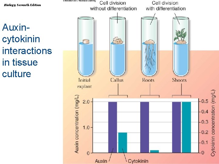 Biology, Seventh Edition CHAPTER 36 Plant Growth and Development Auxincytokinin interactions in tissue culture