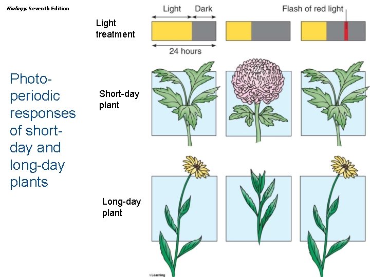 Biology, Seventh Edition CHAPTER 36 Plant Growth and Development Light treatment Photoperiodic responses of