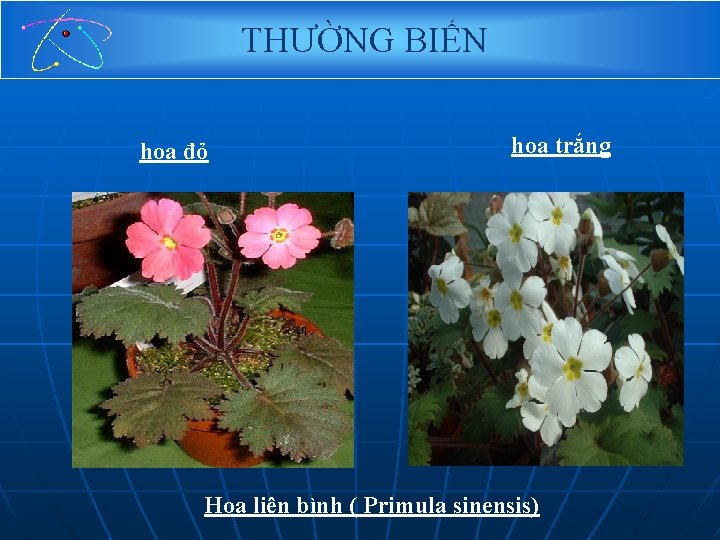 THƯỜNG BIẾN hoa đỏ hoa trắng Hoa liên bình ( Primula sinensis) 